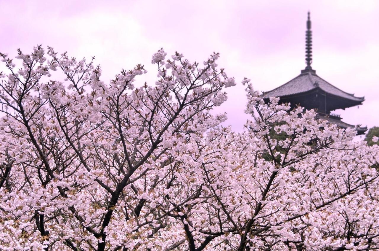 Rejoice Stay Kyoto Nijo Gekko Eksteriør bilde